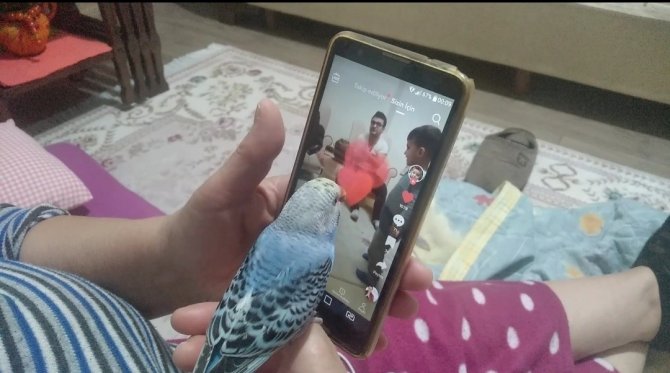 Bu Kuş Başka Kuş