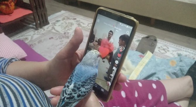 Bu Kuş Başka Kuş