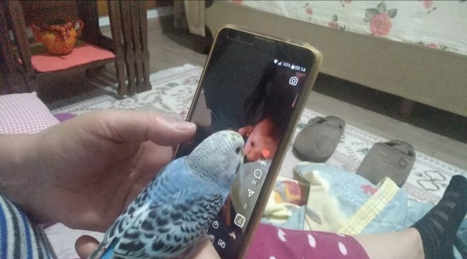 Bu Kuş Başka Kuş