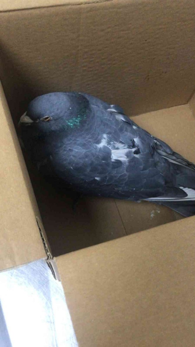 Yırtıcı Kuşun Pençesinden Aldığı Güvercini Tedavi Ettirip Doğayla Buluşturdu