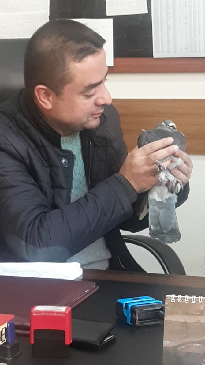 Yırtıcı Kuşun Pençesinden Aldığı Güvercini Tedavi Ettirip Doğayla Buluşturdu