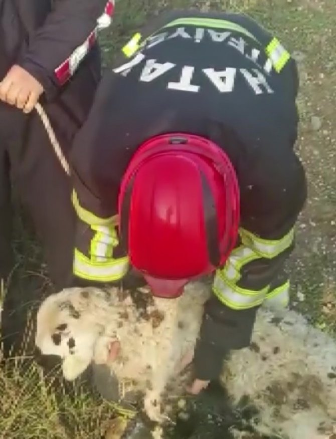 Hatay’da Nehir Kenarında Mahsur Kalan Kuzu Kurtarıldı