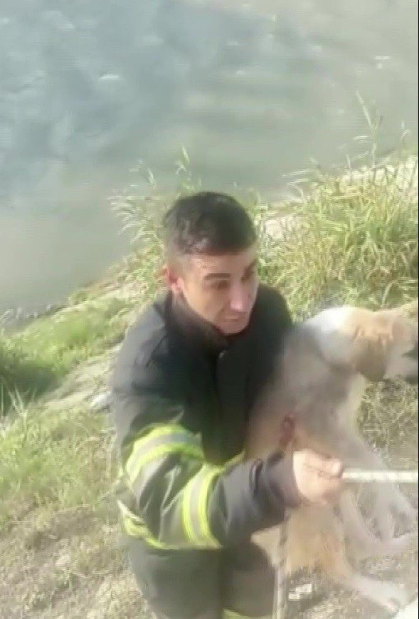 Asi Nehri Kenarında Mahsur Kalan Köpek Kurtarıldı