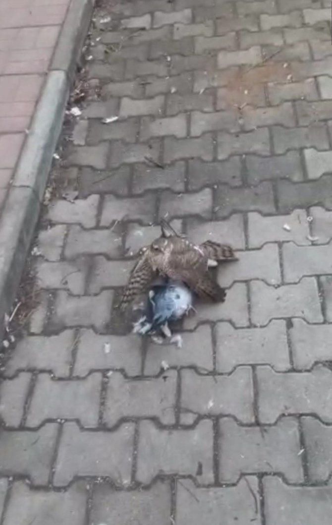 Yırtıcı Kuşun Pençesinden Aldığı Güvercini Tedavi Ettirip Doğayla Buluşturdu