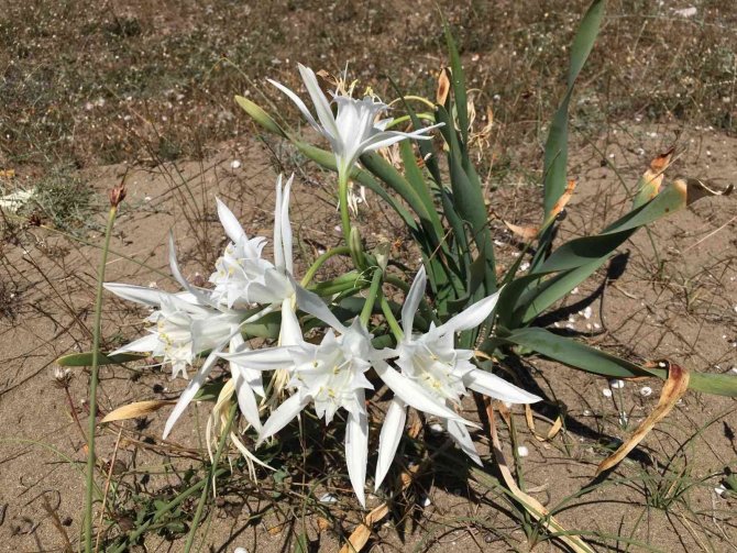 ‘Kum Zambakları’yla Hem Doğaya Hem Sanata Katkı