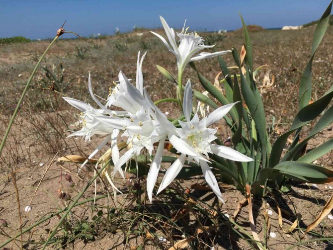 ‘Kum Zambakları’yla Hem Doğaya Hem Sanata Katkı