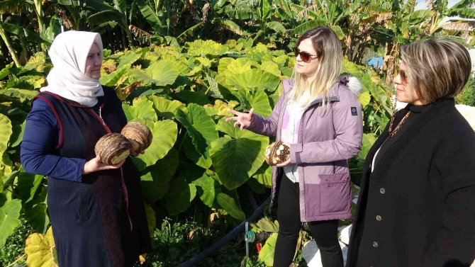 Dönümde 100 Bin Liraya Kadar Gelir Sağlıyor, Üreticiliği Yaygınlaşıyor