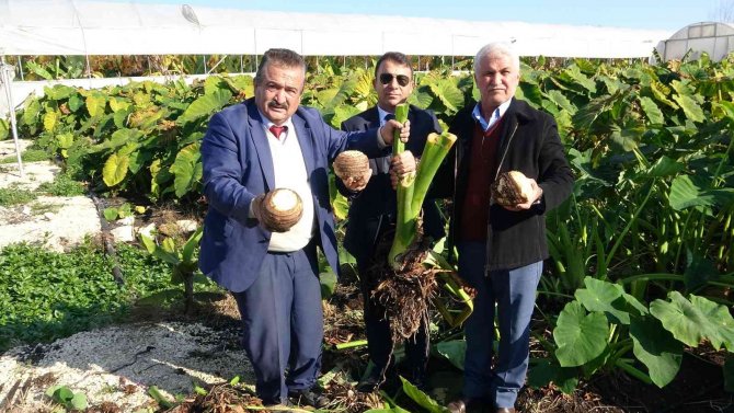 Dönümde 100 Bin Liraya Kadar Gelir Sağlıyor, Üreticiliği Yaygınlaşıyor