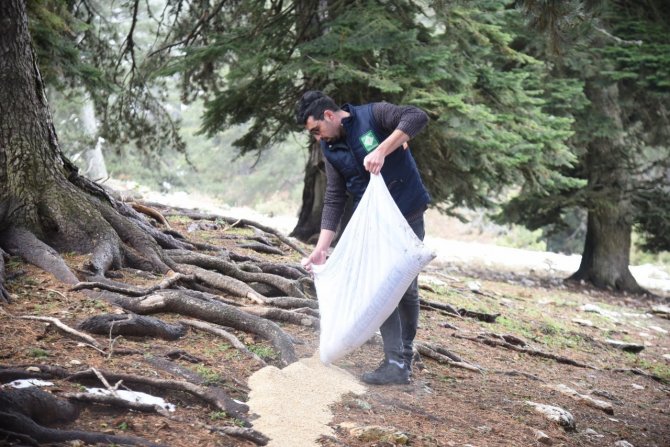 Amanos Dağları’nın Eteklerine Yaban Hayvanları İçin Yem Bırakıldı