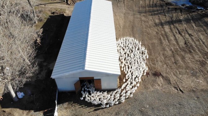 Tokat Kazı, Kars Kazına Rakip Olacak