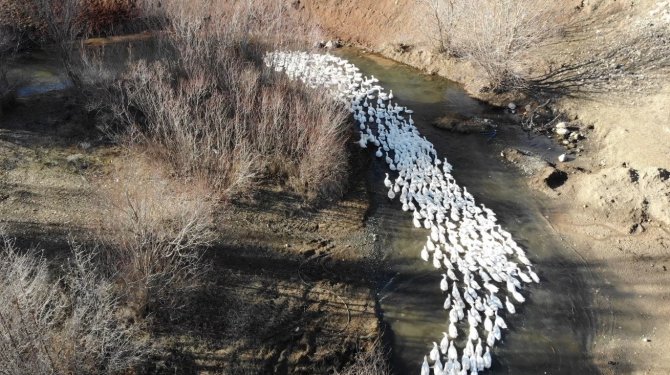 Tokat Kazı, Kars Kazına Rakip Olacak
