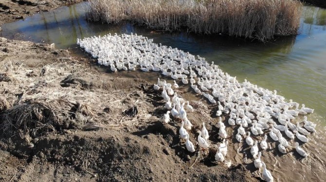 Tokat Kazı, Kars Kazına Rakip Olacak