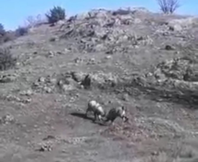 Yaban Keçilerinin Hakimiyet Kavgası