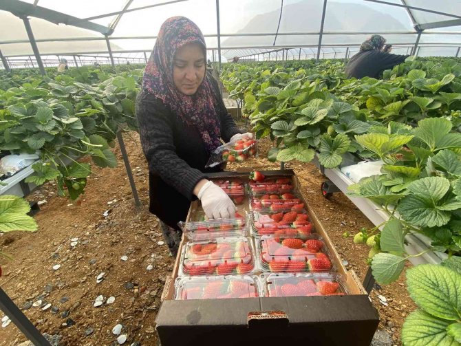 Topraksız Çilekte Yurt Dışı Taleplere Yetişilemiyor