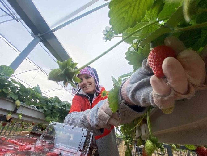 Topraksız Çilekte Yurt Dışı Taleplere Yetişilemiyor