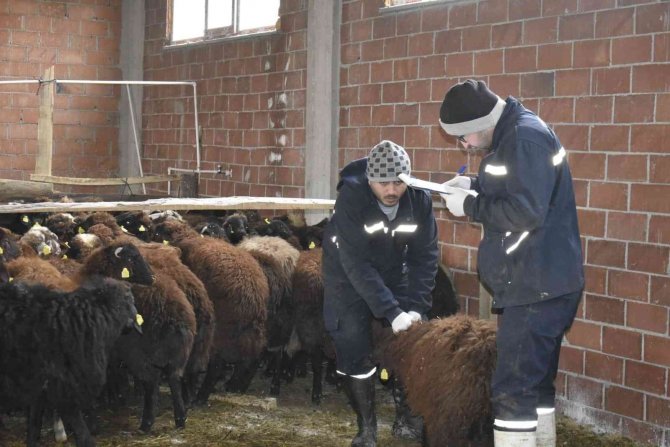 Bayburt’ta Devlet Desteğiyle Koyun Varlığı Artıyor