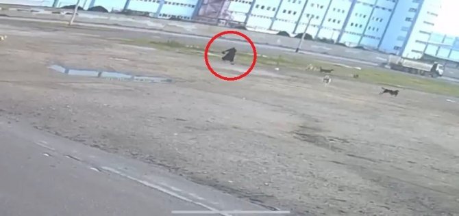 Bursa’da Başıboş 10 Köpeğin Yaşlı Kadına Saldırması Kamerada