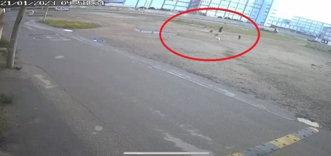 Bursa’da Başıboş 10 Köpeğin Yaşlı Kadına Saldırması Kamerada