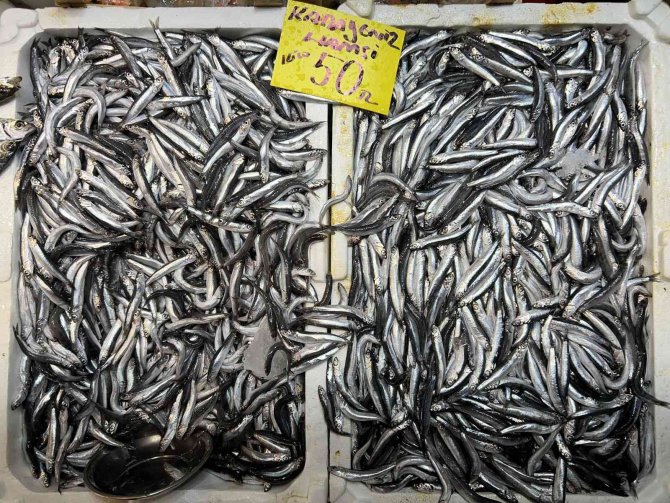 Balık Tezgahlarında Hamsi Bolluğu Yaşanıyor