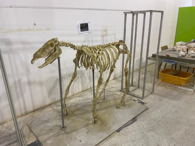 7,5 Milyon Yıllık Tarihi Ayaklandırdılar