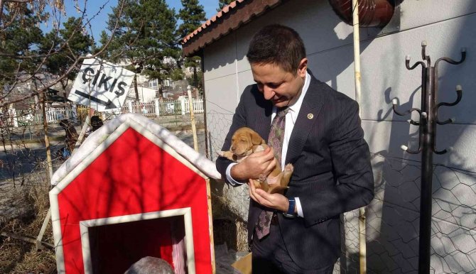 Yavruları İle Taksi Durağına Sığınan Köpeğe Sahip Çıktılar