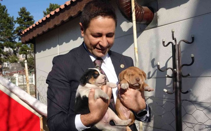 Yavruları İle Taksi Durağına Sığınan Köpeğe Sahip Çıktılar
