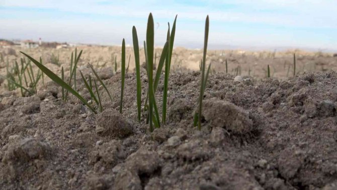 Yağışların Yüzde 50 Azaldığı Aksaray’da Kuraklık Çanları Çalıyor