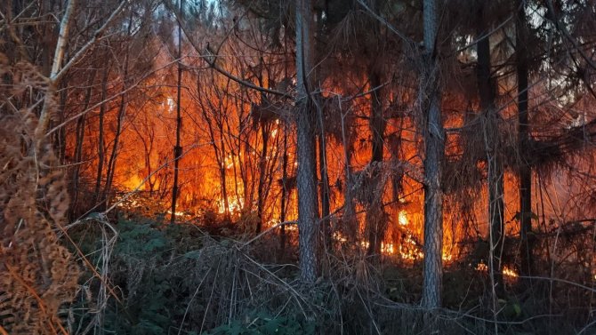 Sakarya’da Orman Yangını
