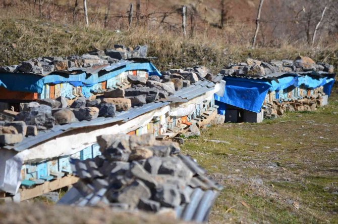 Küresel Isınma Arıları Da Etkiledi