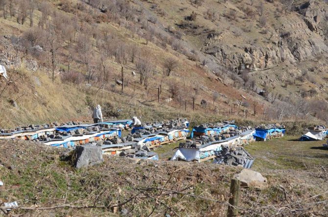 Küresel Isınma Arıları Da Etkiledi