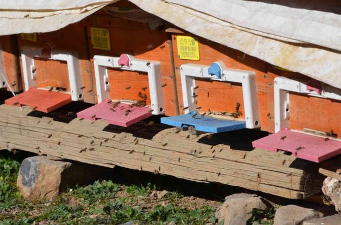 Küresel Isınma Arıları Da Etkiledi