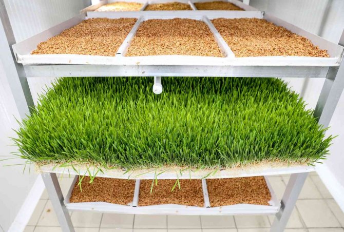 Buca’da Günde 5 Ton Hasıl Yem Üretimi