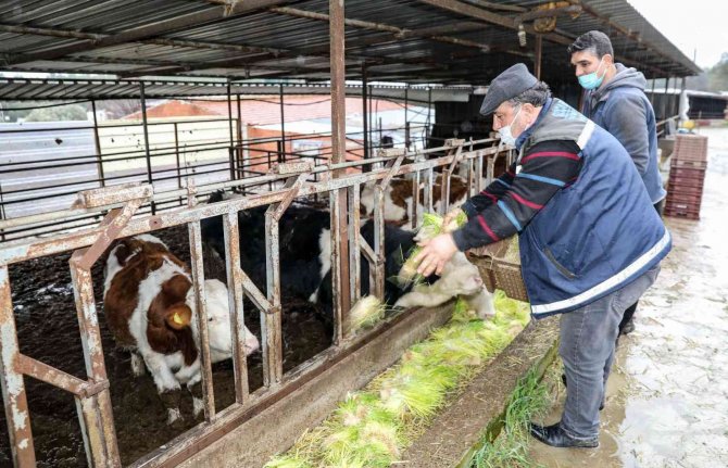 Buca’da Günde 5 Ton Hasıl Yem Üretimi