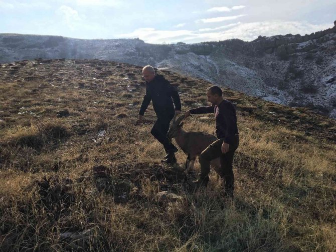Hasta Yaban Keçileri Tedavi Edilip Doğal Ortamlarına Bırakılıyor