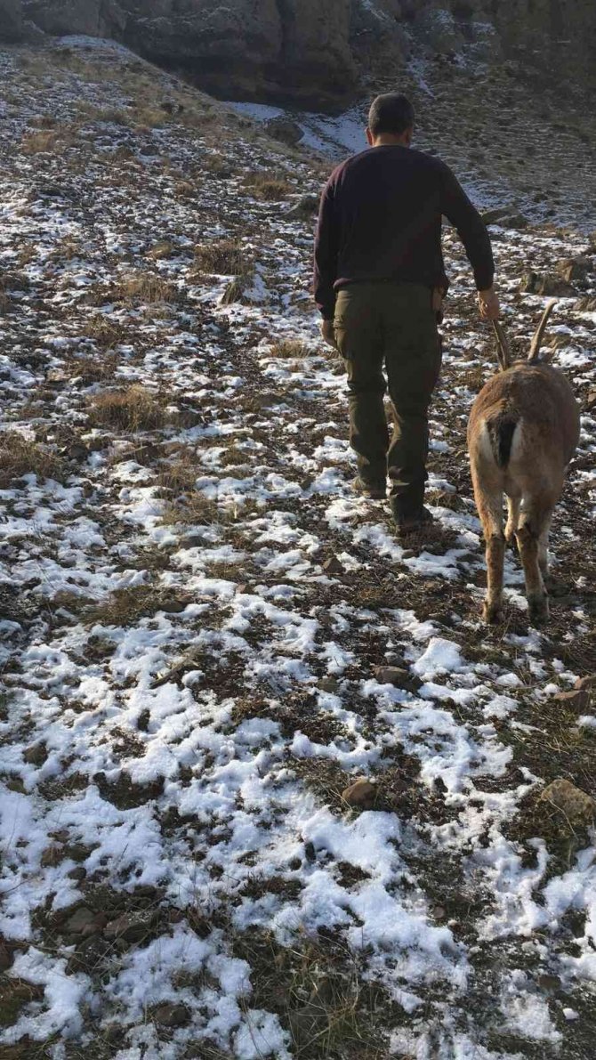 Hasta Yaban Keçileri Tedavi Edilip Doğal Ortamlarına Bırakılıyor