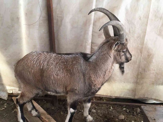 Hasta Yaban Keçileri Tedavi Edilip Doğal Ortamlarına Bırakılıyor