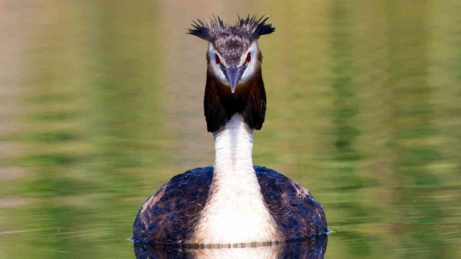 Kuş Cenneti Sultan Sazlığı Kendine Hayran Bırakıyor