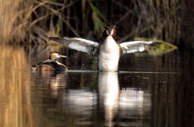 Kuş Cenneti Sultan Sazlığı Kendine Hayran Bırakıyor