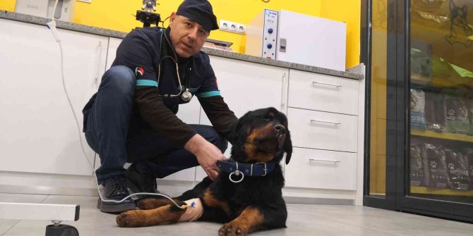 Türkiye’de 13 Milyon Civarında Kedi Ve Köpek, 200’ün Üzerinde Bulaşıcı Hastalık Var