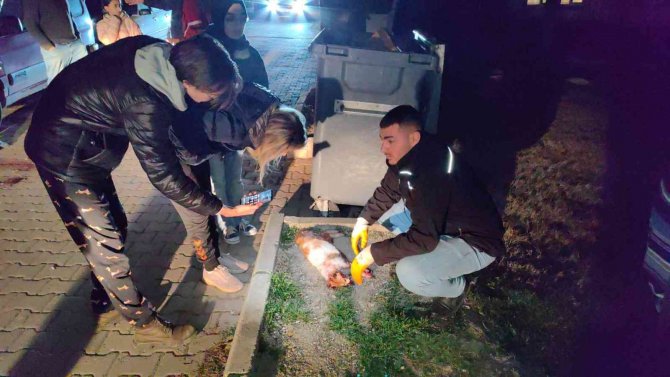 6 Ayda 6 Kedisi Öldürülen Kadının Gözyaşları