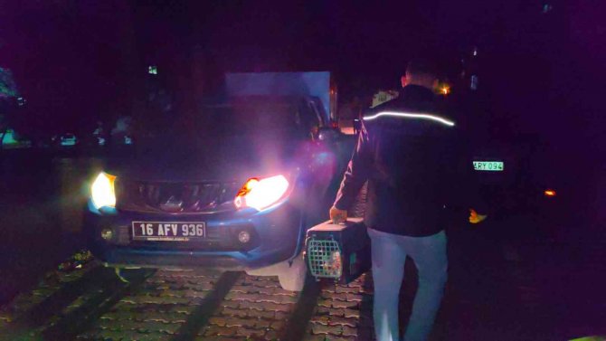 6 Ayda 6 Kedisi Öldürülen Kadının Gözyaşları