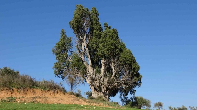 2 Bin 500 Yıllık Olduğu Öne Sürülen Dev Selvi Ağacının Tescillenmesini İstiyorlar