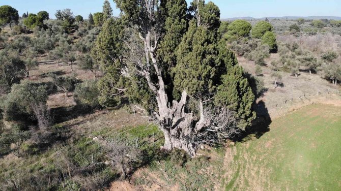 2 Bin 500 Yıllık Olduğu Öne Sürülen Dev Selvi Ağacının Tescillenmesini İstiyorlar