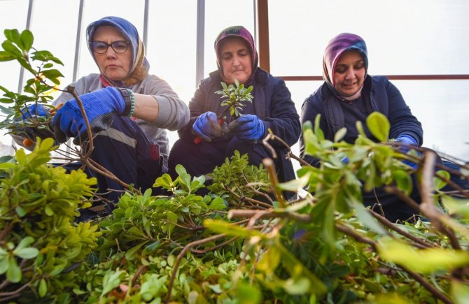 Karesi Belediyesi Kendi Çiçeklerini Üretiyor