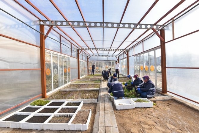 Karesi Belediyesi Kendi Çiçeklerini Üretiyor