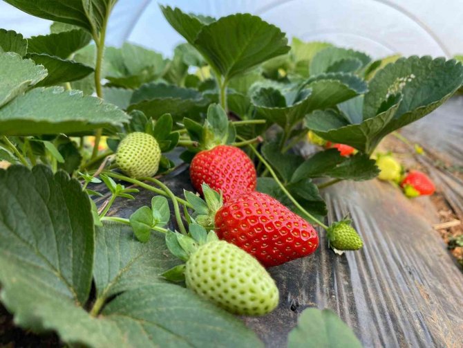 Kırmızı Elmas ‘Çilek’ Seralarında Hasat Telaşı