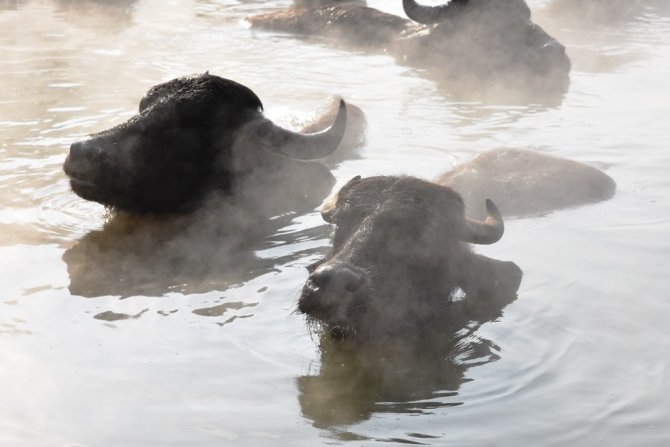 Budaklı Kaplıcaları, Fotoğrafçıların İlgi Odağı Olmaya Devam Ediyor