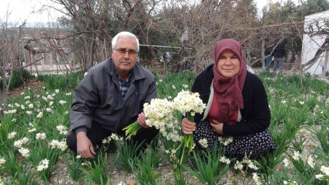 Kışta Baharı Yaşatan Nergis Çiçekleri 150 Liradan 50 Liraya Düştü