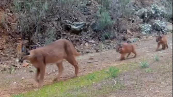 Muğla’da Nesli Tükenmekte Olan Karakulaklar Fotokapan İle Görüntülendi