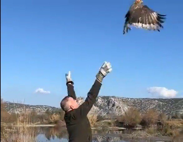 Osmaniye’de Tedavisi Tamamlanan Şahin Doğaya Salındı